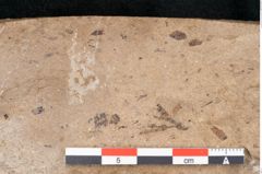 Foto (Detailansicht) von Callitris brongniartii Endl. (NHMW-GEO-2024-0188-8215)